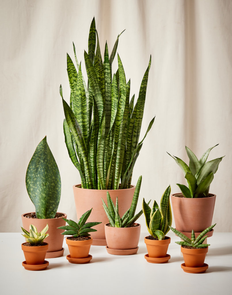Collection of snake plants (Sansevieria) in separate pots arranged together in a bright home setting.