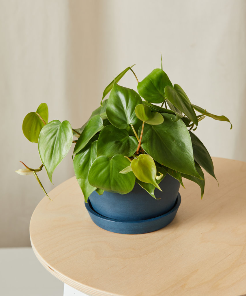 Buy Bloomscape Kid Safe Potted Heartleaf Philodendron