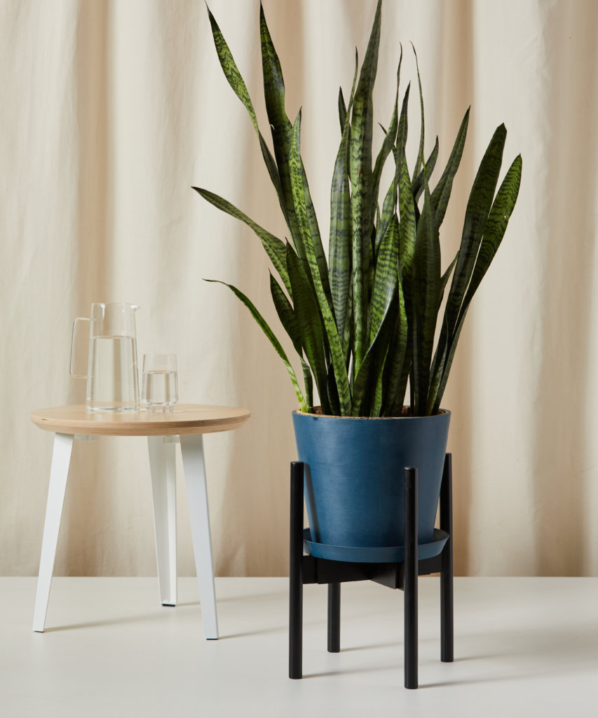 Bloomscape Snake Plant