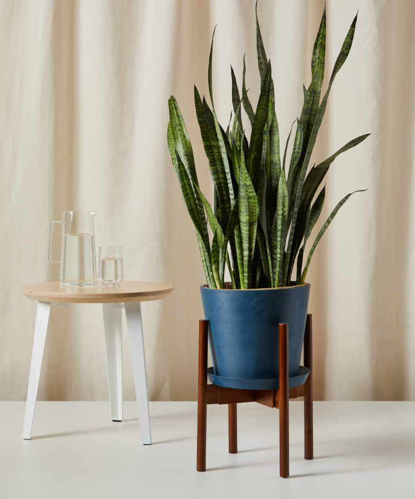 Snake Plant with tall, upright green leaves