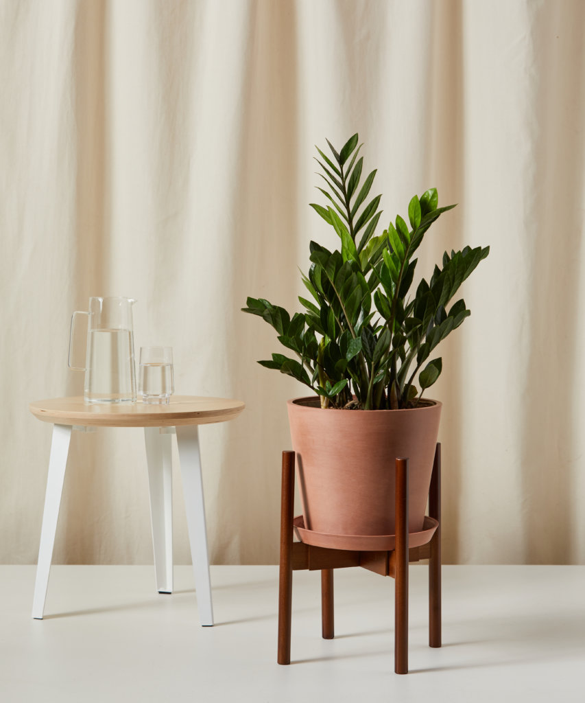 ZZ plant in natural clay pot adding greenery to indoor space.