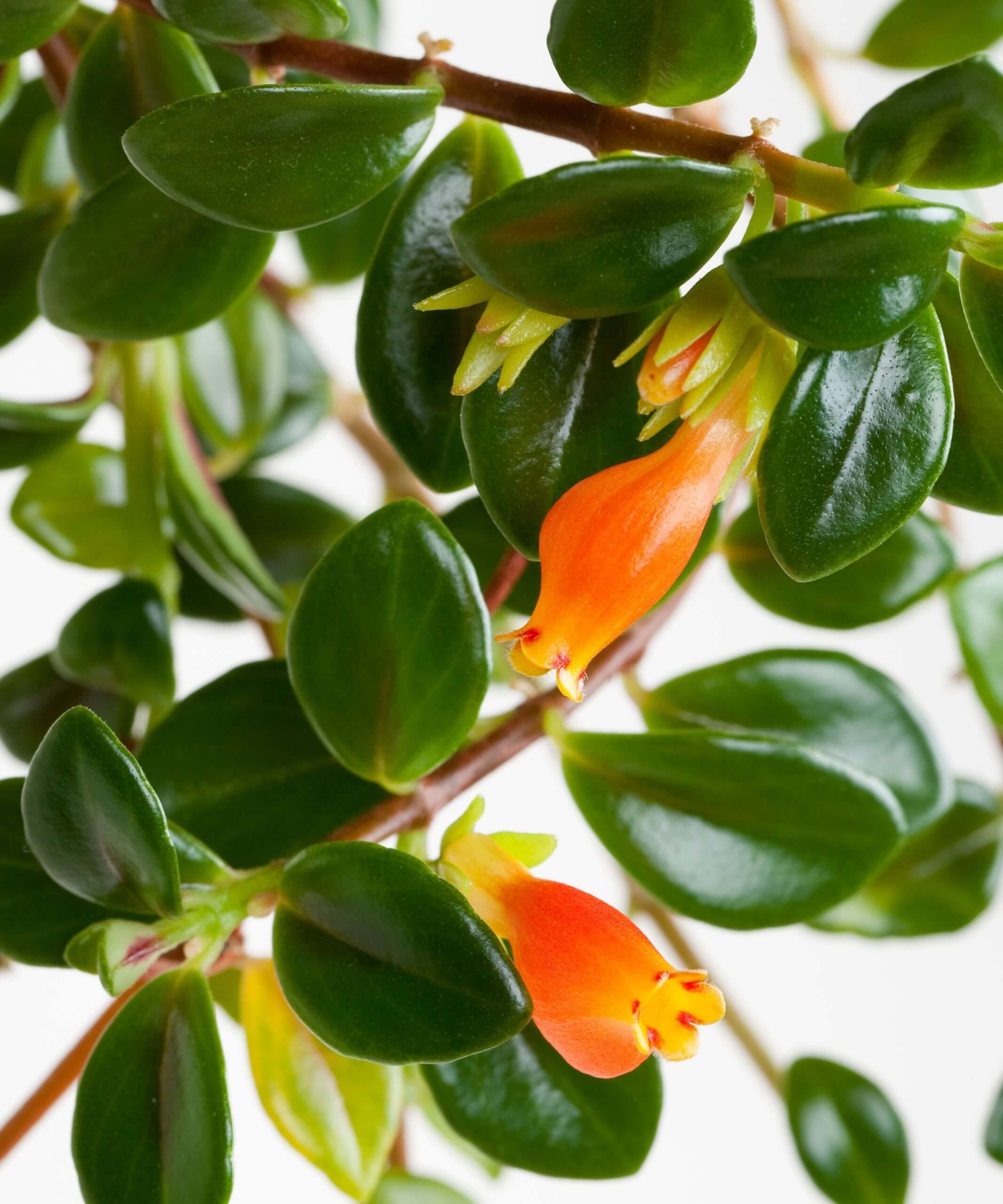 Buy Bloomscape Columnea Indoor Plant