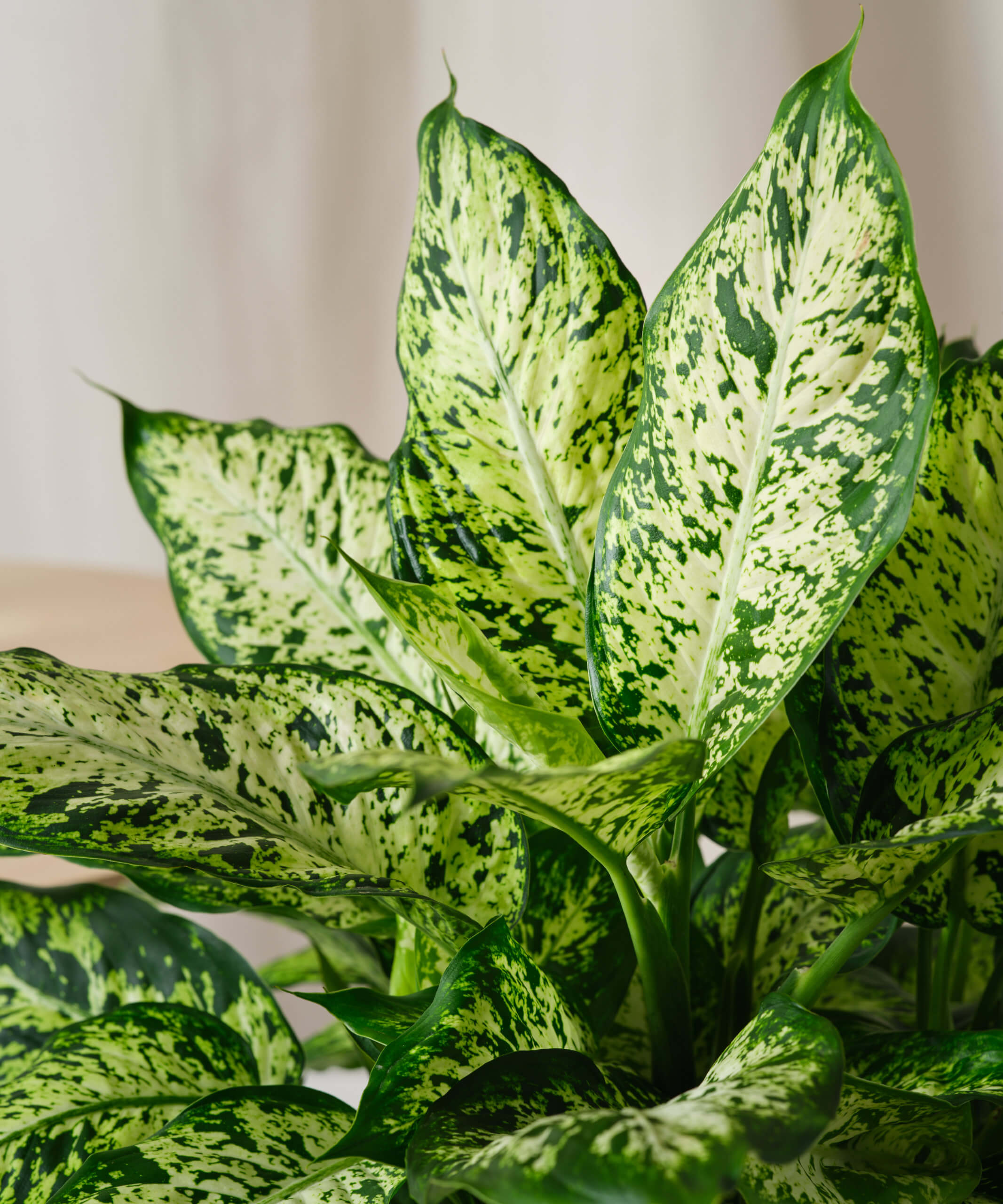 Buy Bloomscape Dieffenbachia Indoor Plant