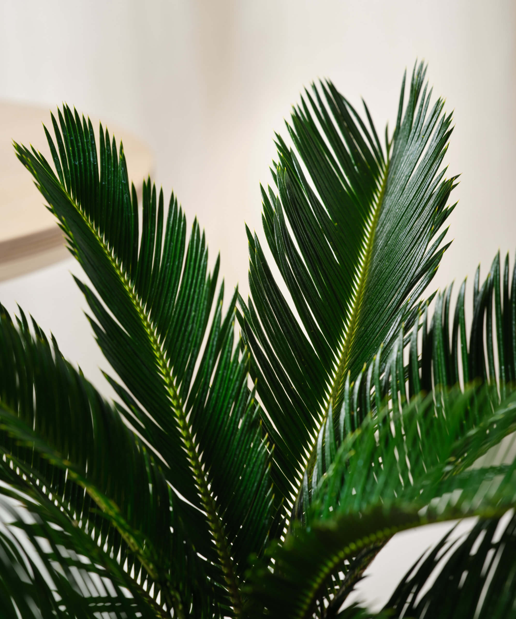 Buy Bloomscape Sago Palm Indoor Plant