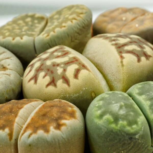 Lithops Care