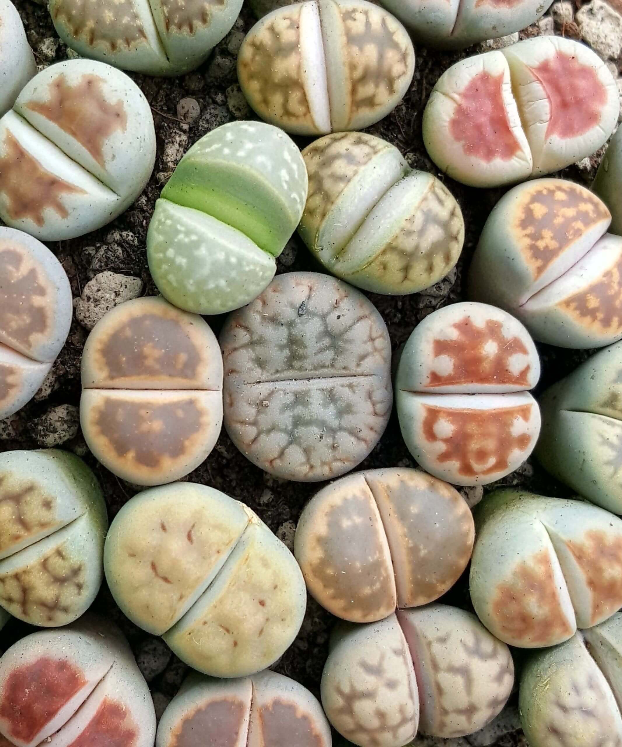 Buy Bloomscape Lithops Indoor Plant