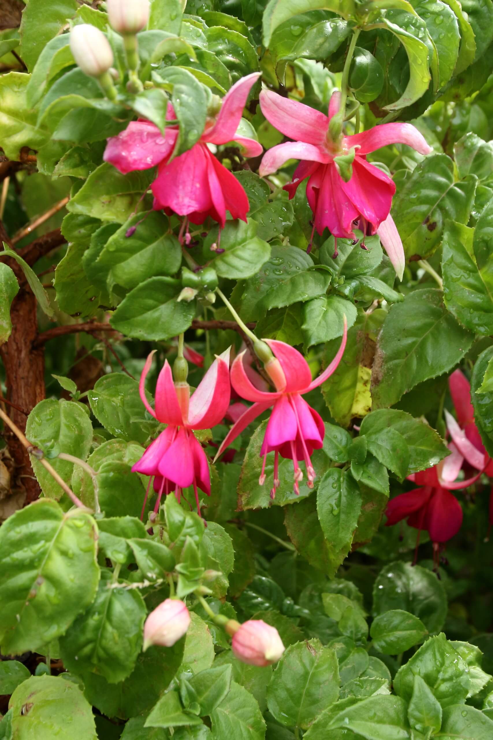 Buy Bloomscape Fuchsia Indoor Plant