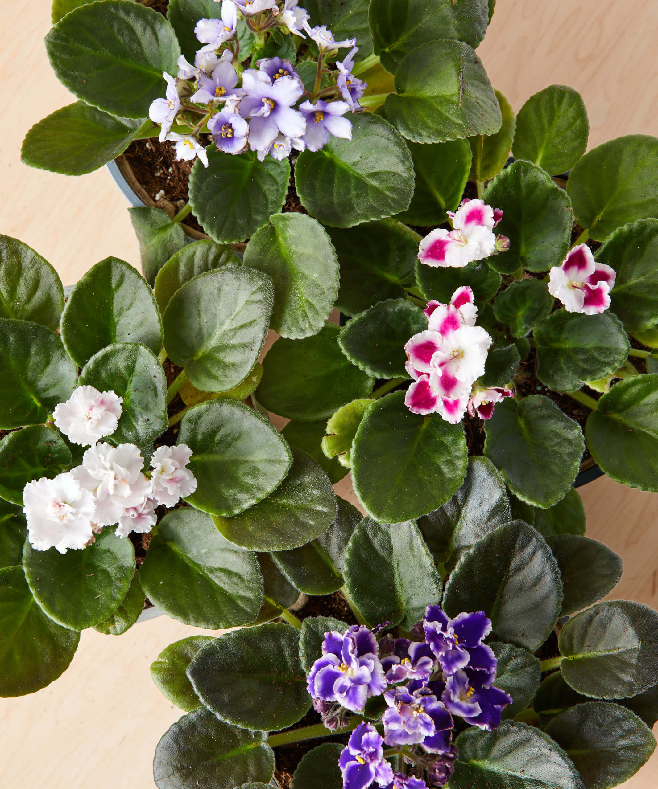 African Violet Care