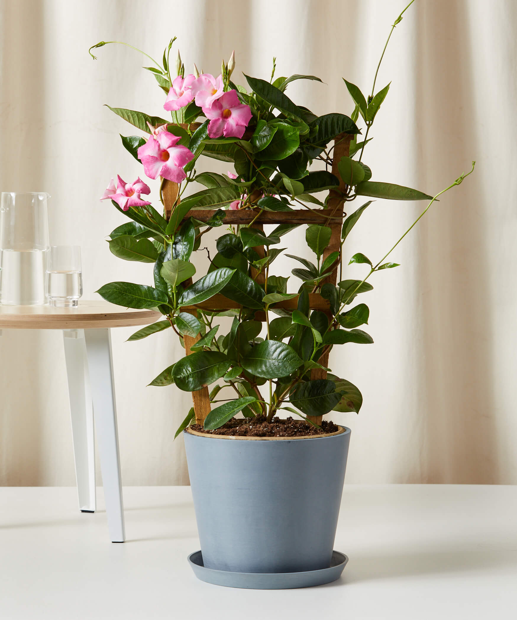 Mandevilla Care