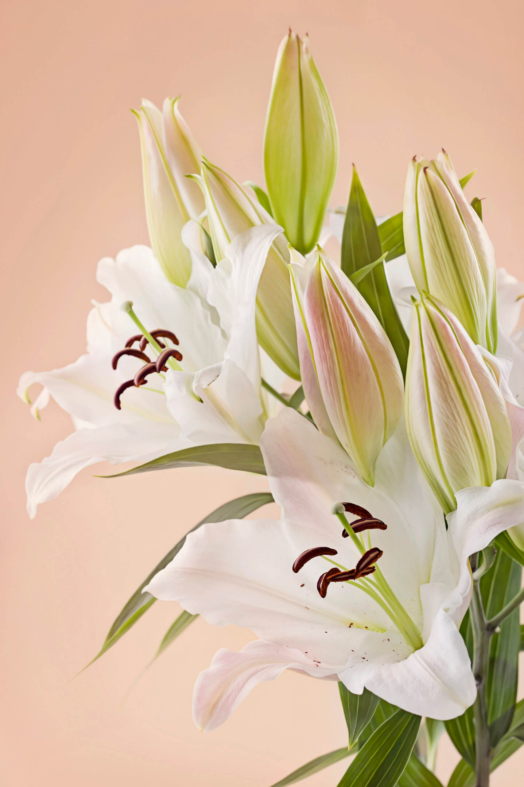 Buy Bloomscape Easter Lily Indoor Plant