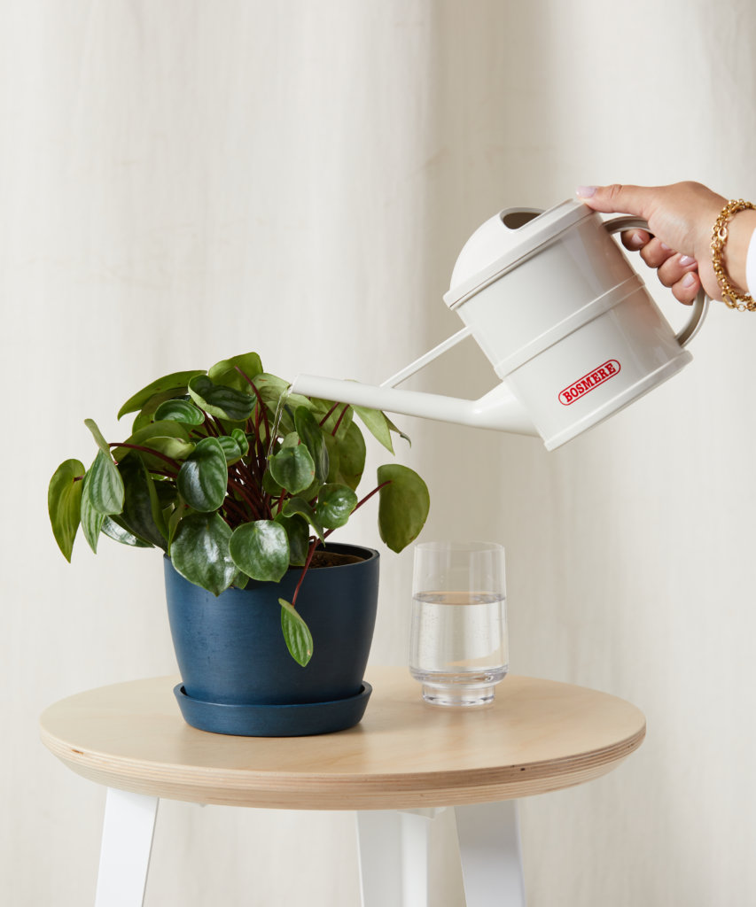 Peperomia Watermelon with small, patterned green leaves on compact stems