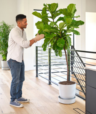 Fiddle Leaf Fig Tree as the Best Plant for Lazy People