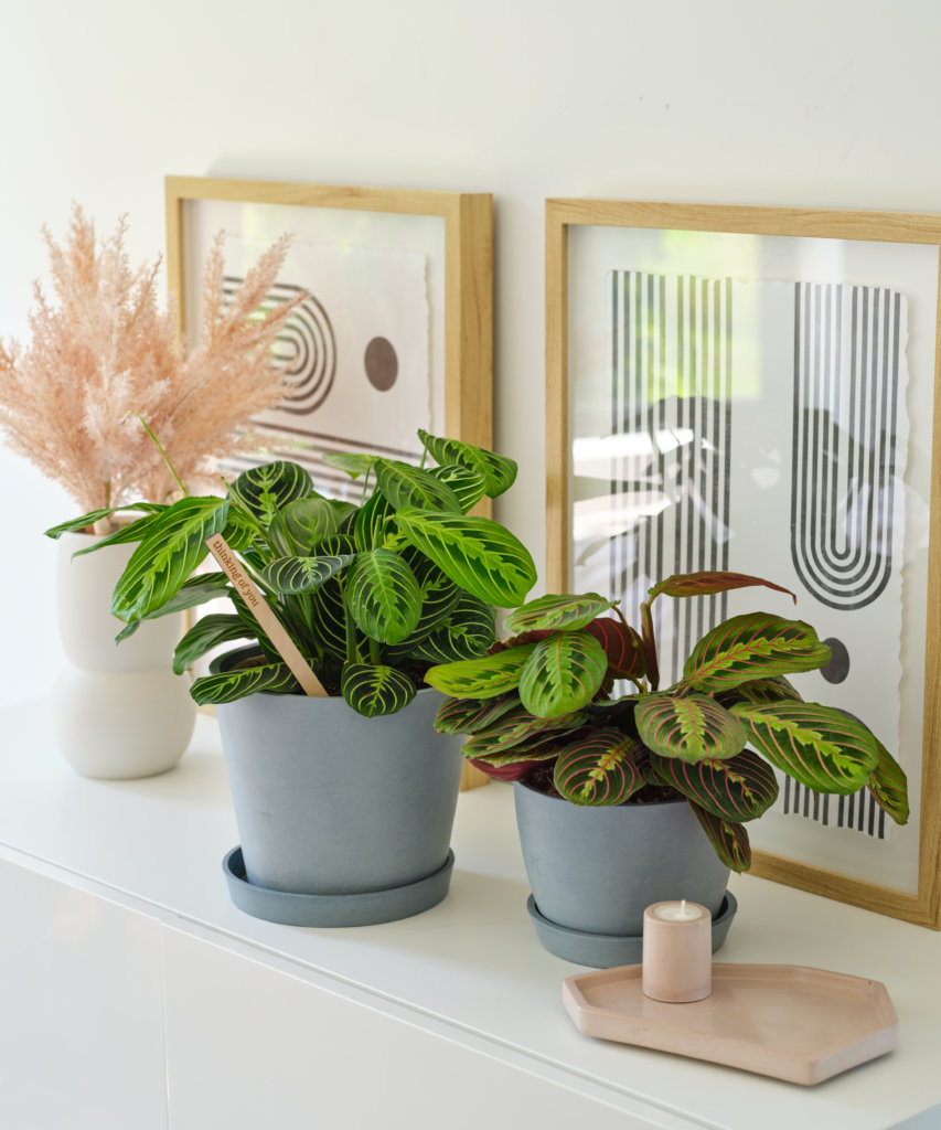 Indoor prayer plants arranged on a decorative table.