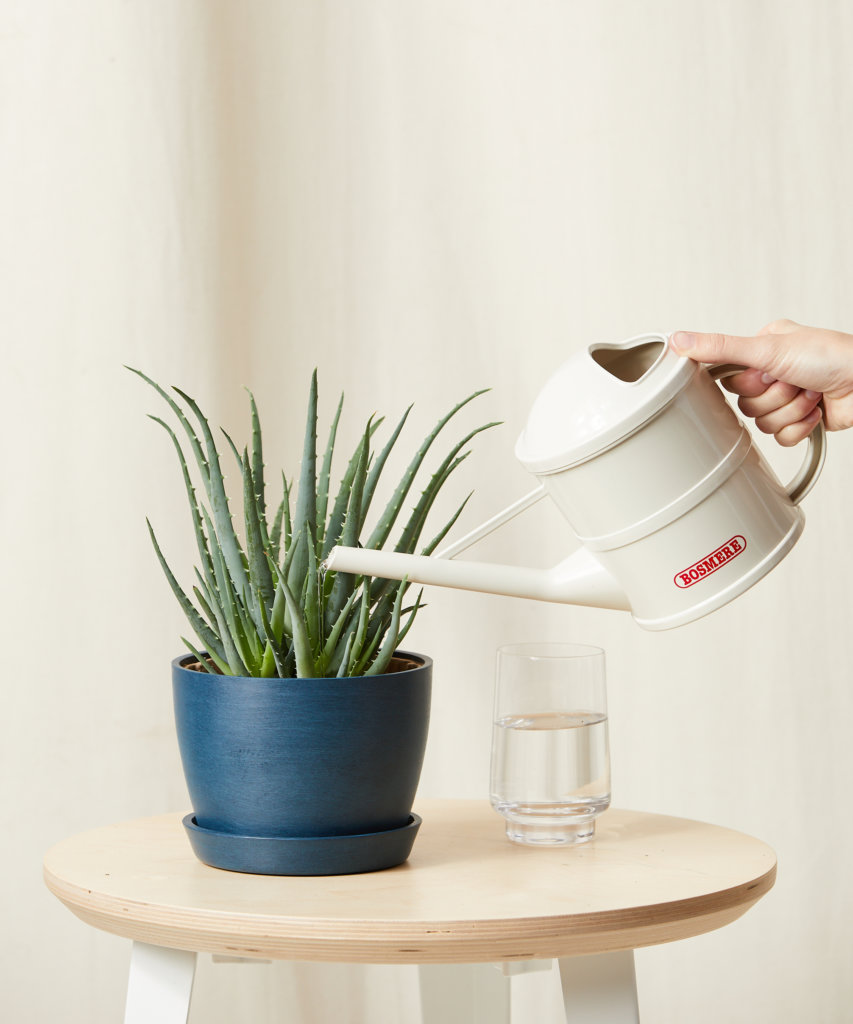 Close-up of an aloe vera plant in a blue planter.