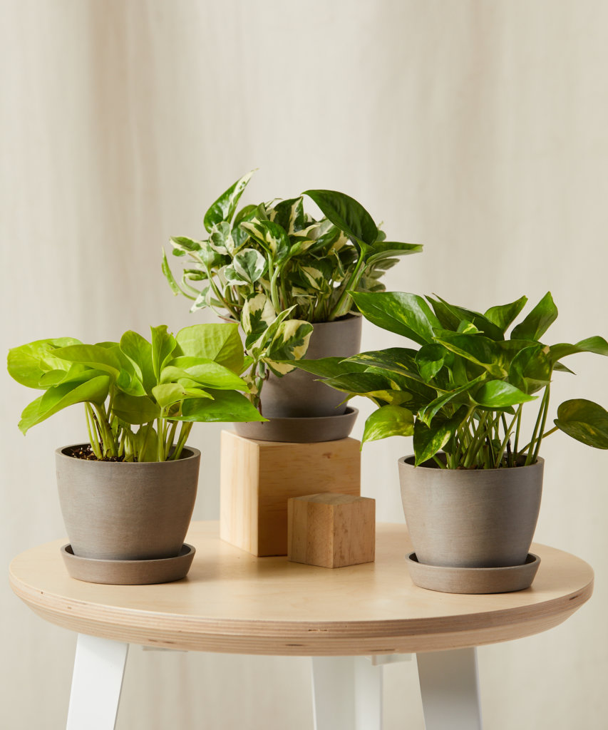 Variety of three potted pothos plants displayed on a sunlit tabletop.