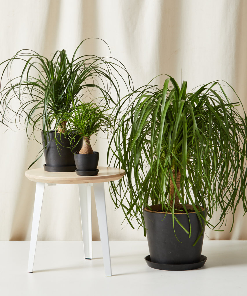 Group of three potted ponytail palms.
