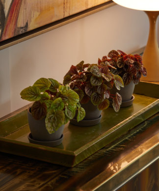 Peperomia as a Best Air Purifying Plant for Baby Nursery