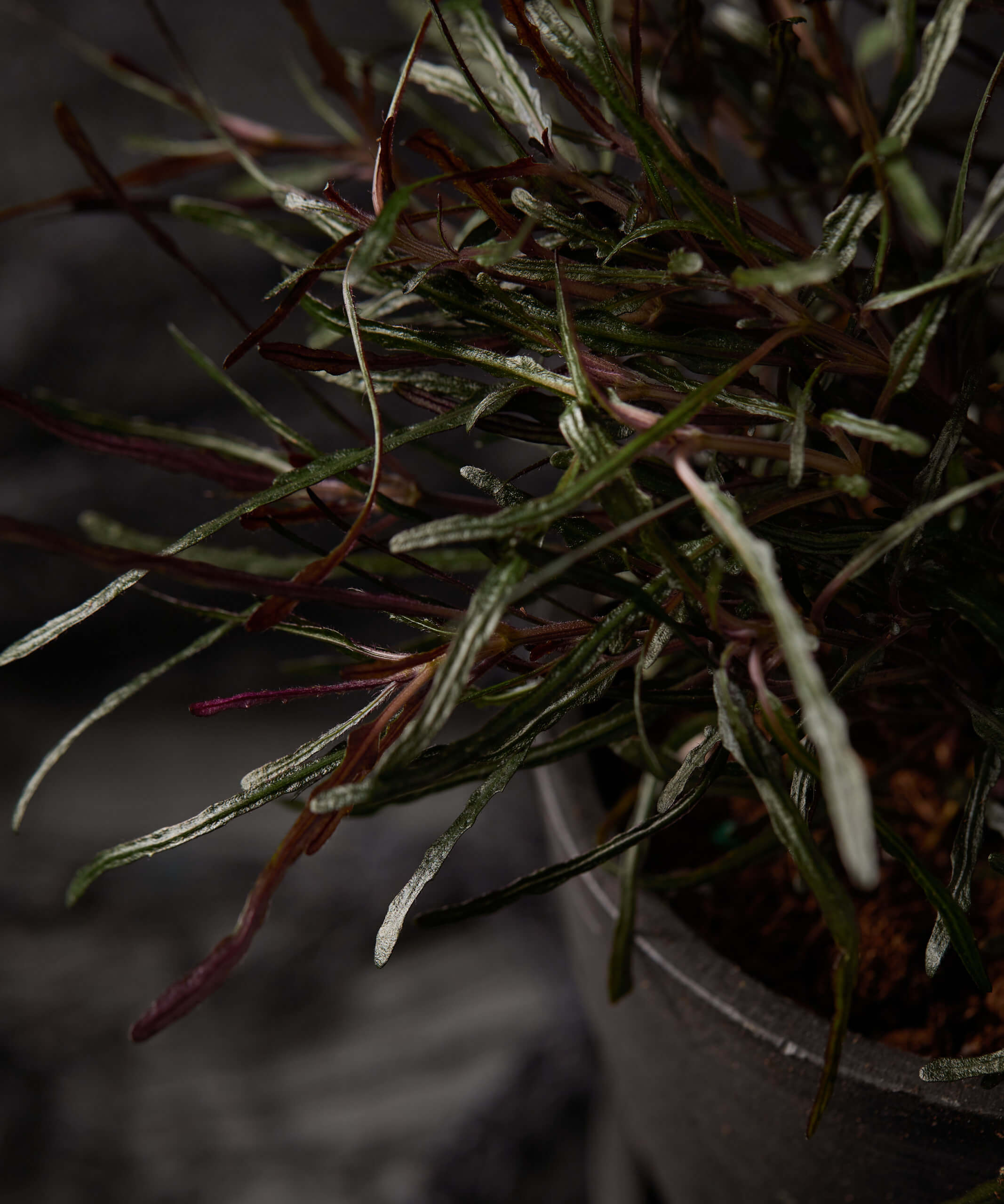 Buy Bloomscape Strobilanthes Indoor Plant