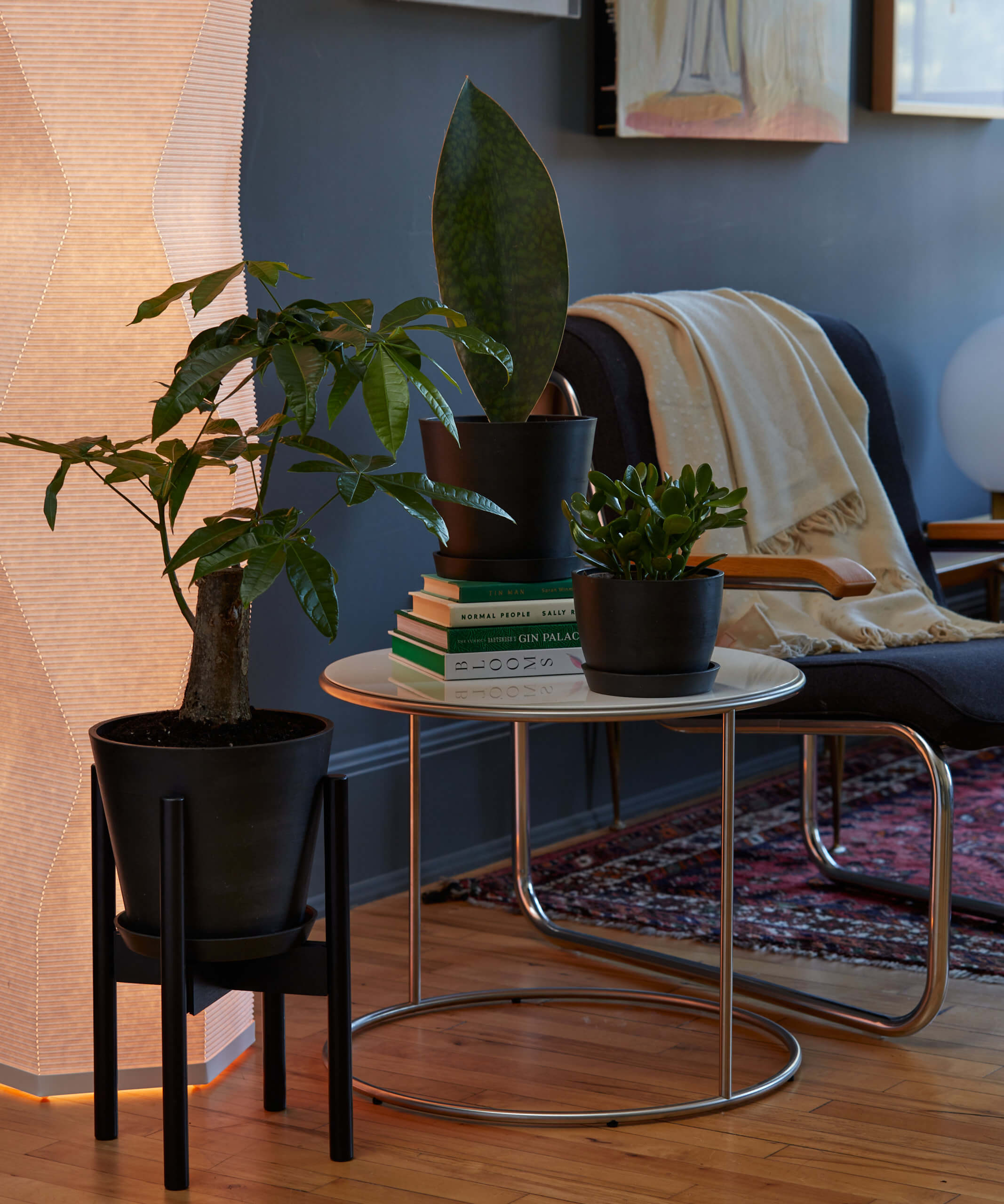 Best Indoor Plants for Anxiety.