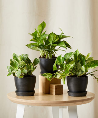 Pothos Collection