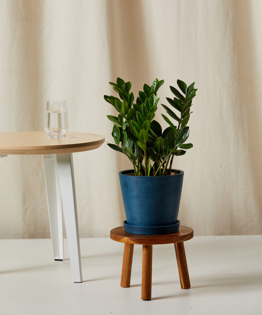 ZZ Plant for Scorpio