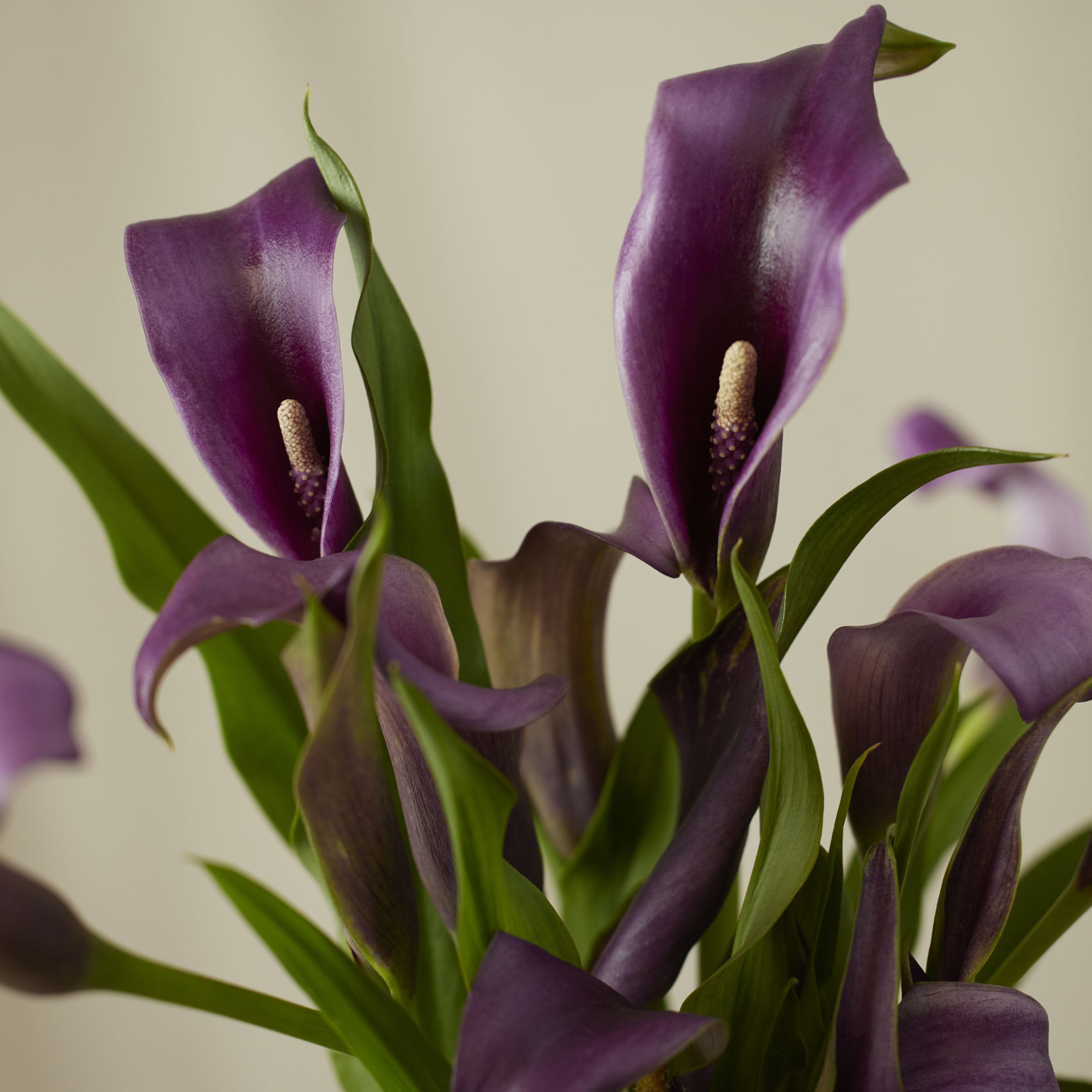 Calla Lily Care