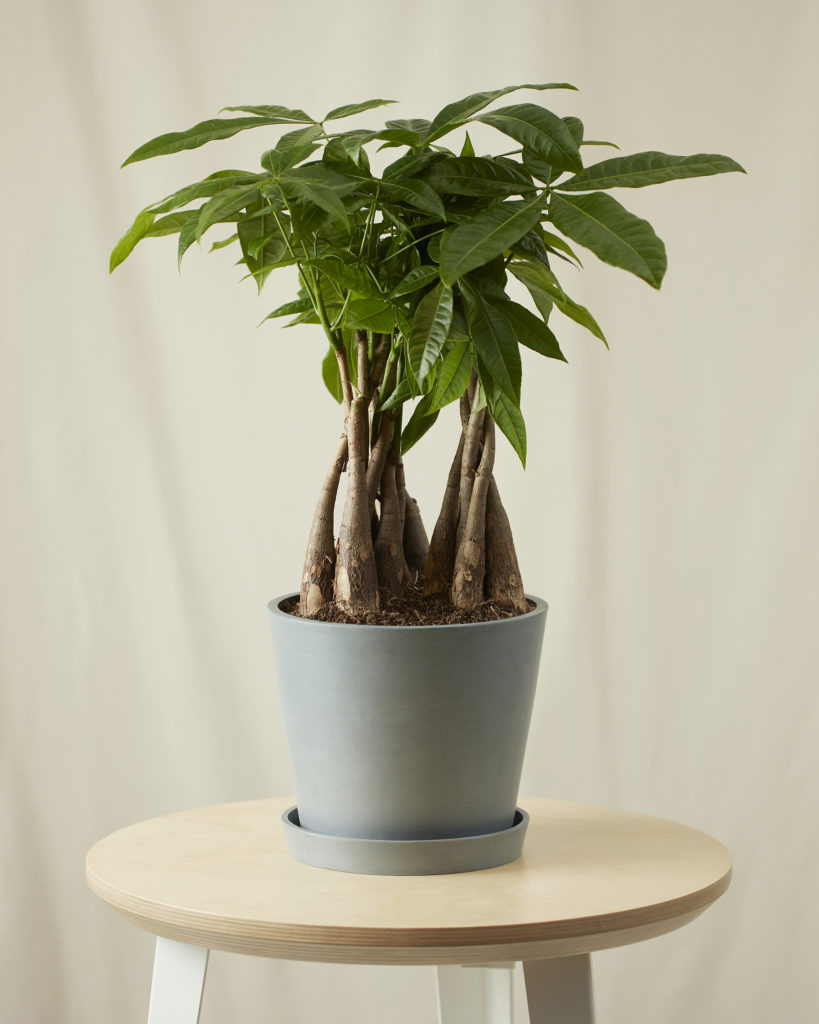 Money Tree for Capricorn