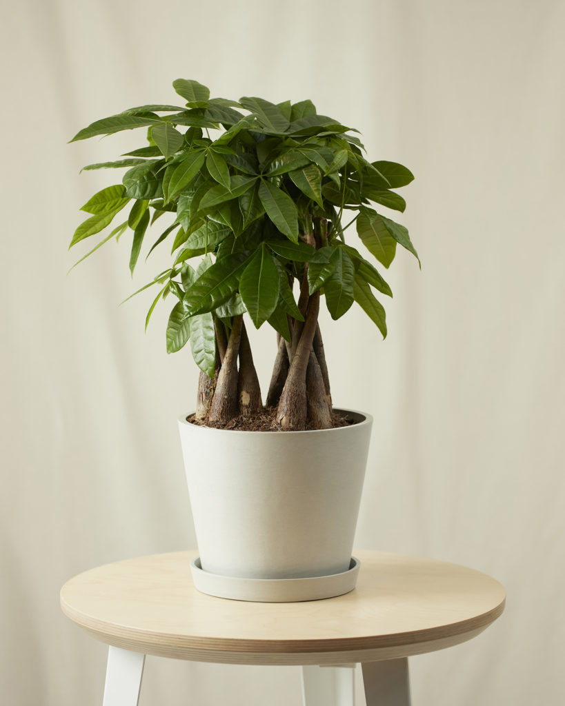 Money Tree with braided trunk and small green leaves