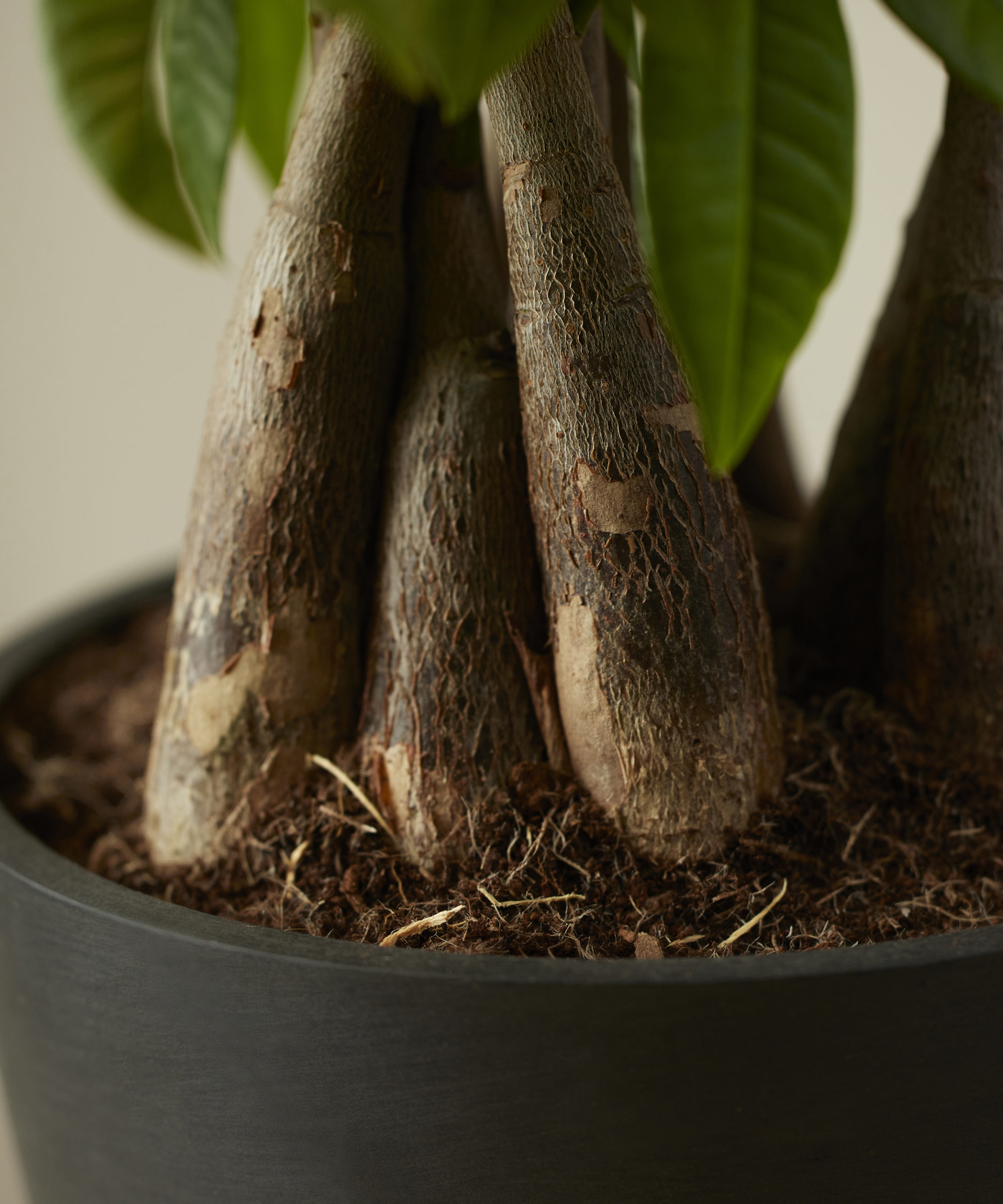 Bloomscape Money Tree Braided Trunk Indoor Plant