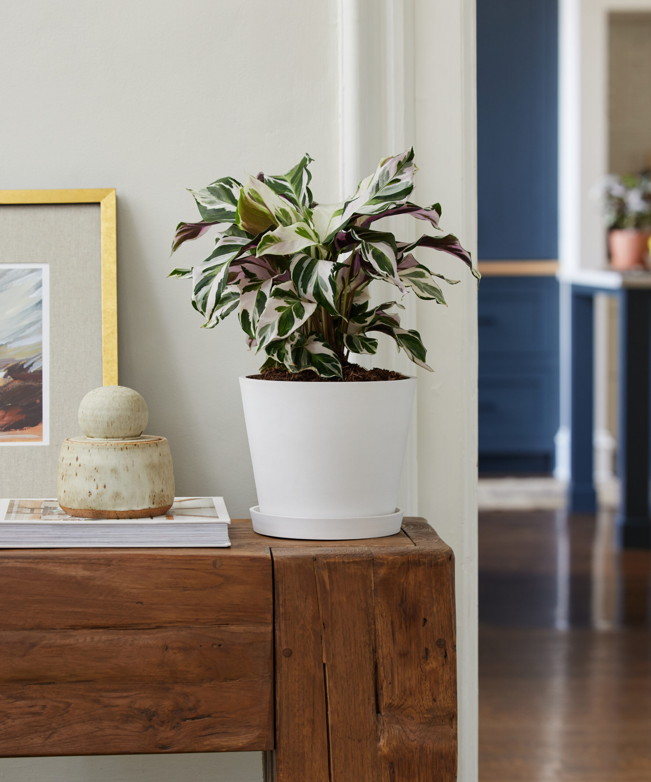 Calathea - Zodiac Plants for a Pisces