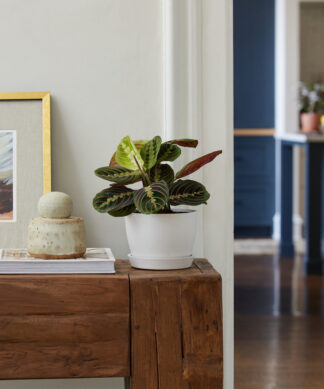 Prayer Plant to Reduce CO2