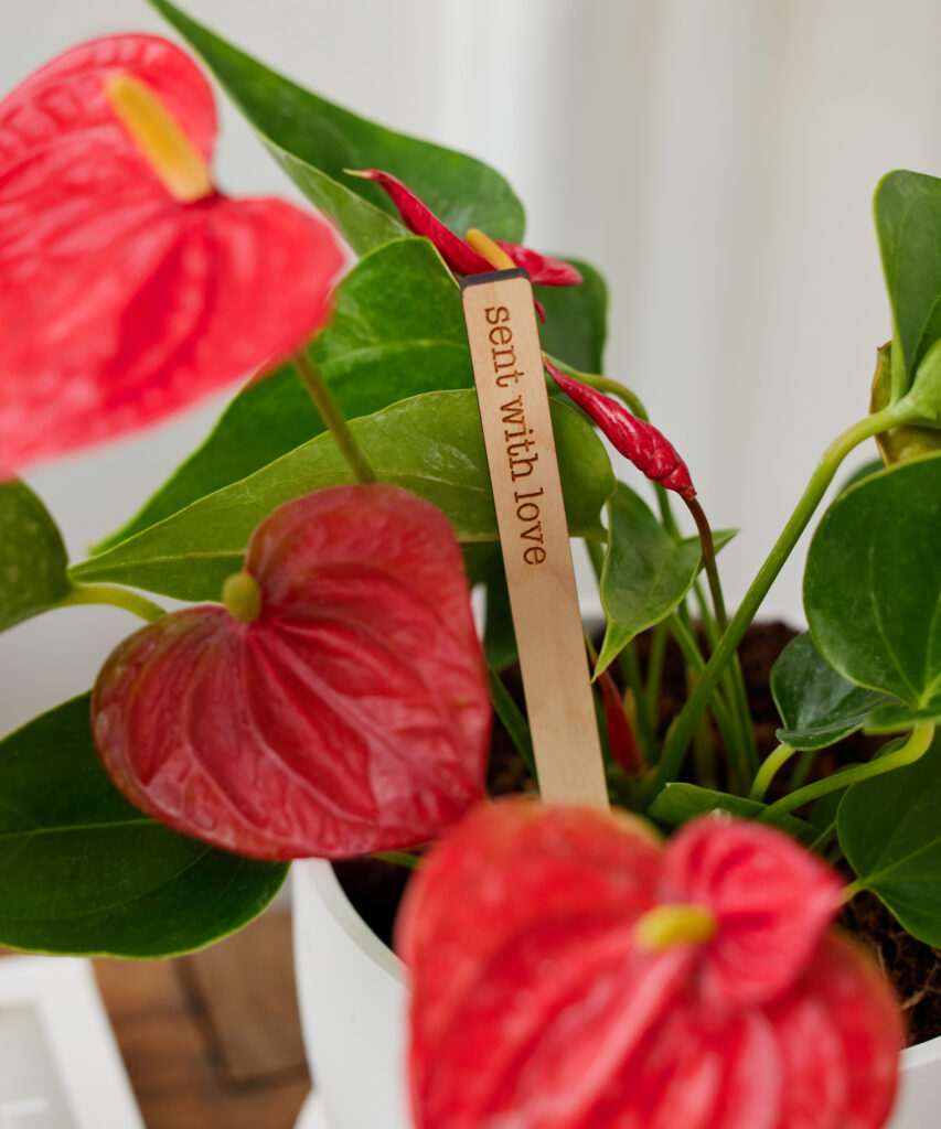 Anthurium with glossy green leaves and bright red flowers