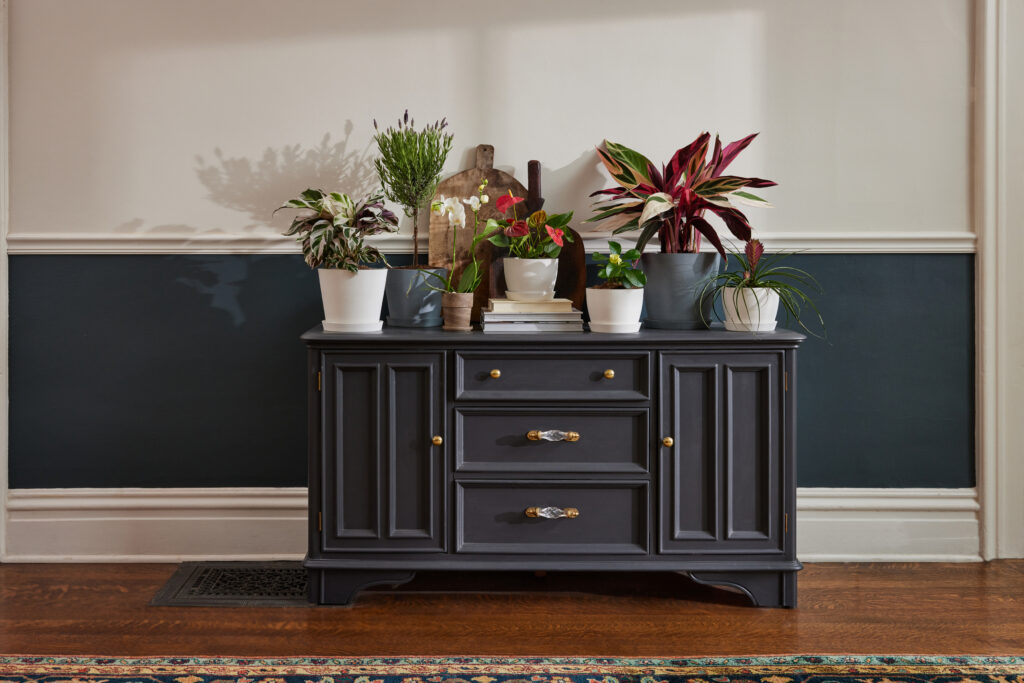 Bloomscape Plants for Dark Spaces