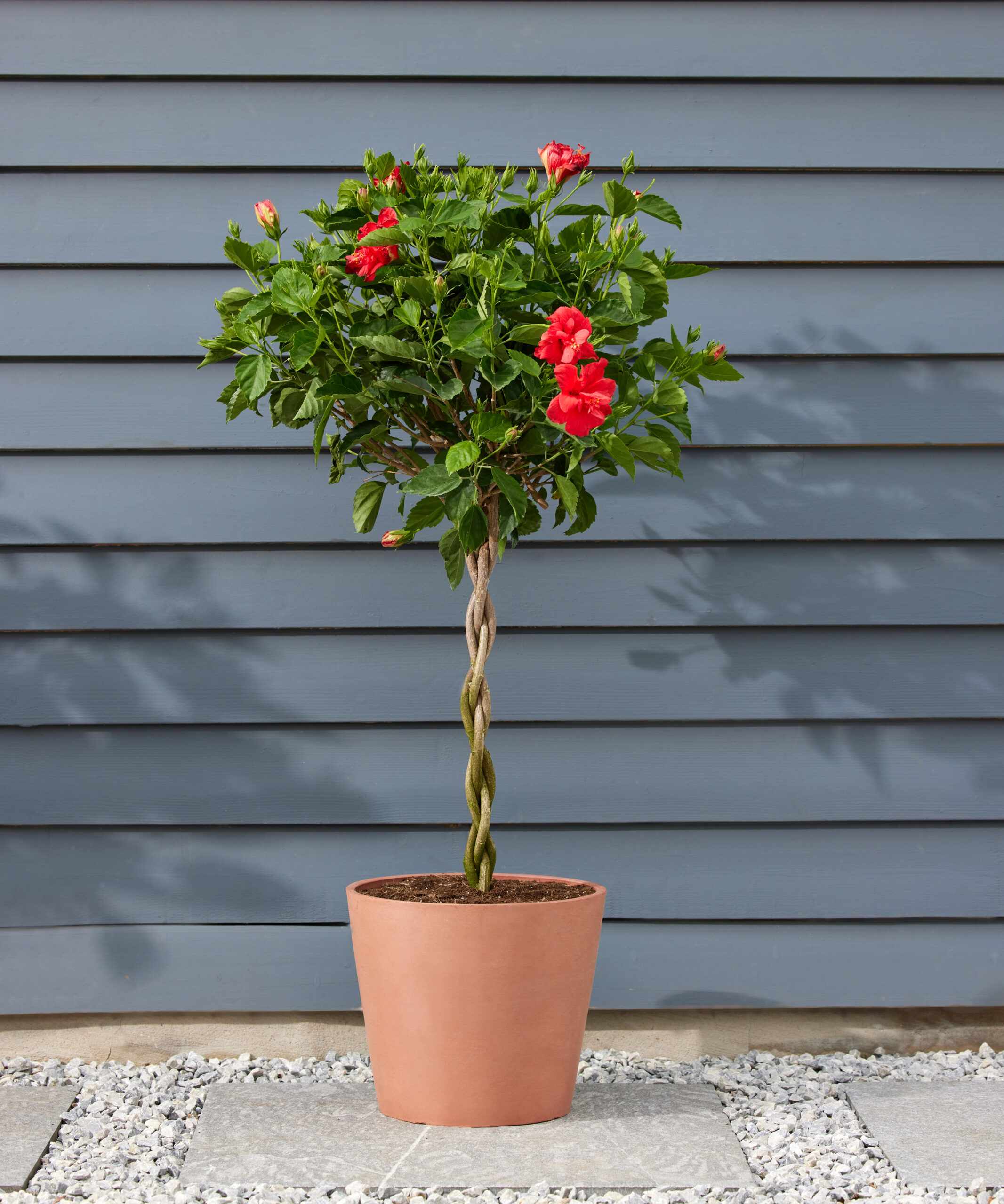 Hibiscus Care