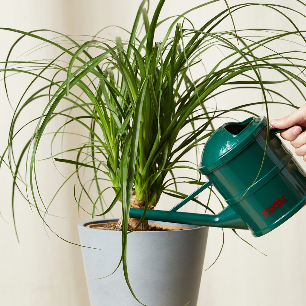 Ponytail Palm with bulbous trunk and cascading leaves
