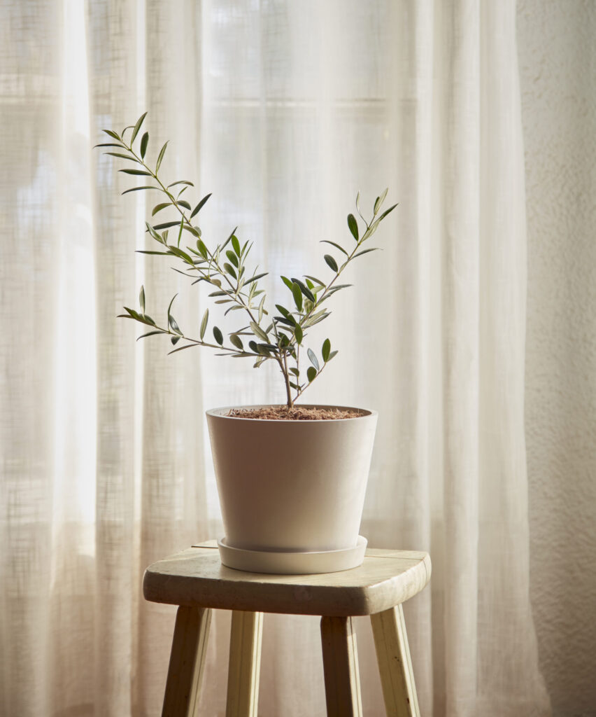 Olive Tree in Decorative Pot | Bloomscape Houseplants