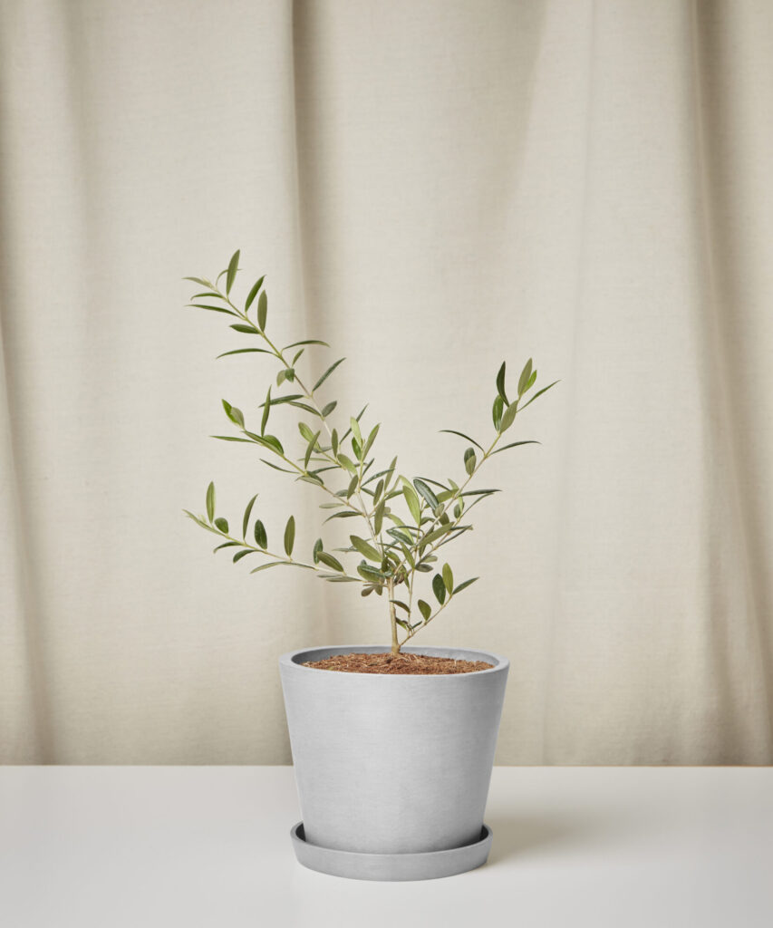 Potted indoor Olive Tree with slender branches and silvery-green leaves