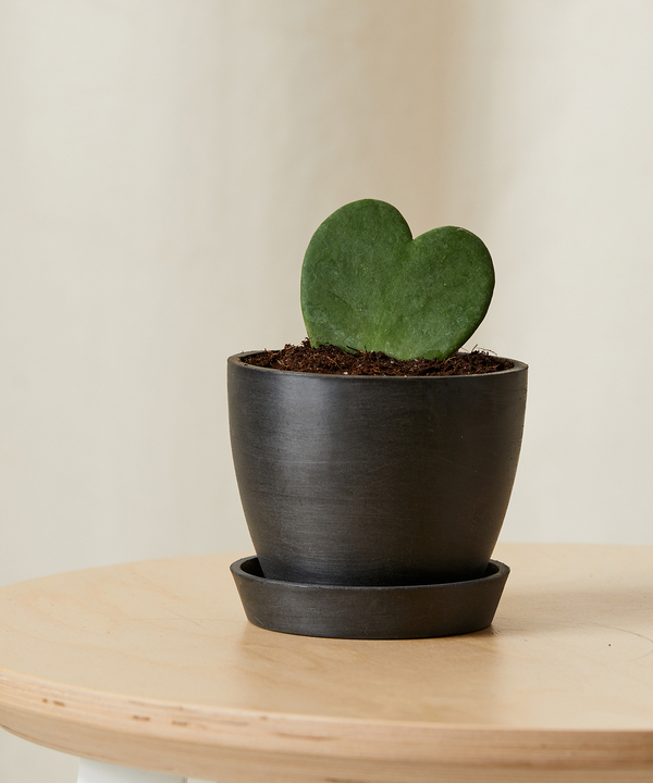 Hoya Heart plant with single heart-shaped green leaf in a small pot