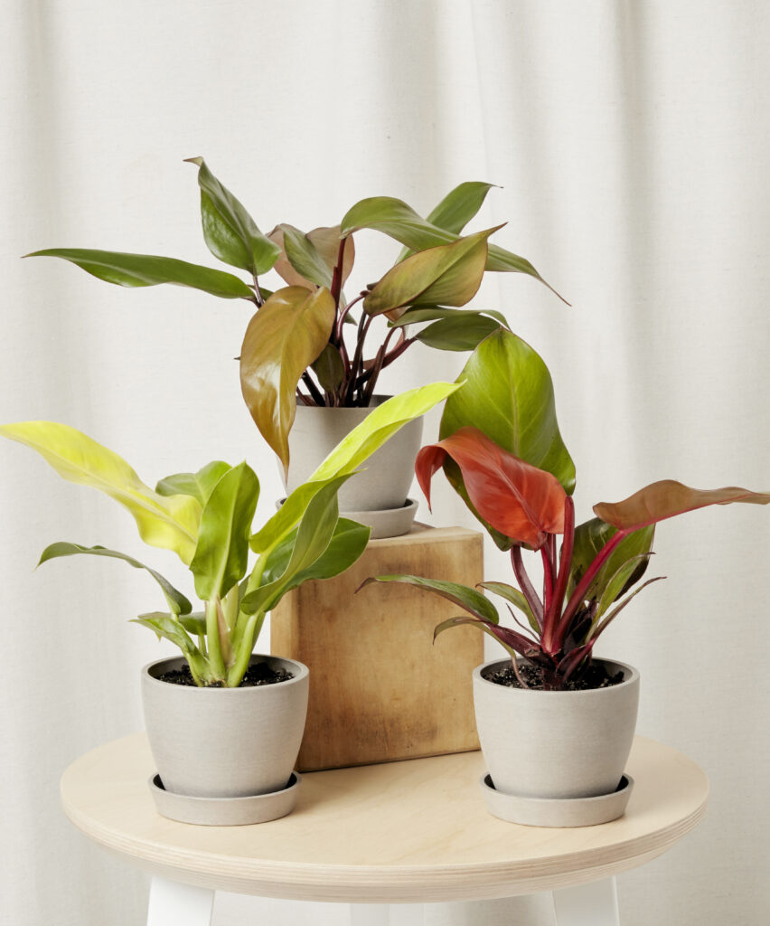 philodendron collection bloomscape