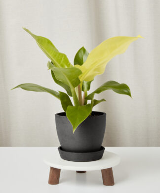 philodendron-moonlight_charoal-pot