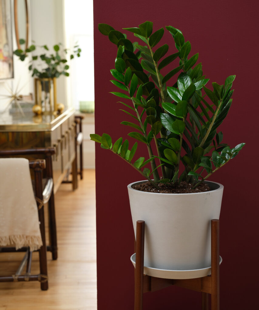 ZZ plant indoor plant for dark spaces. 