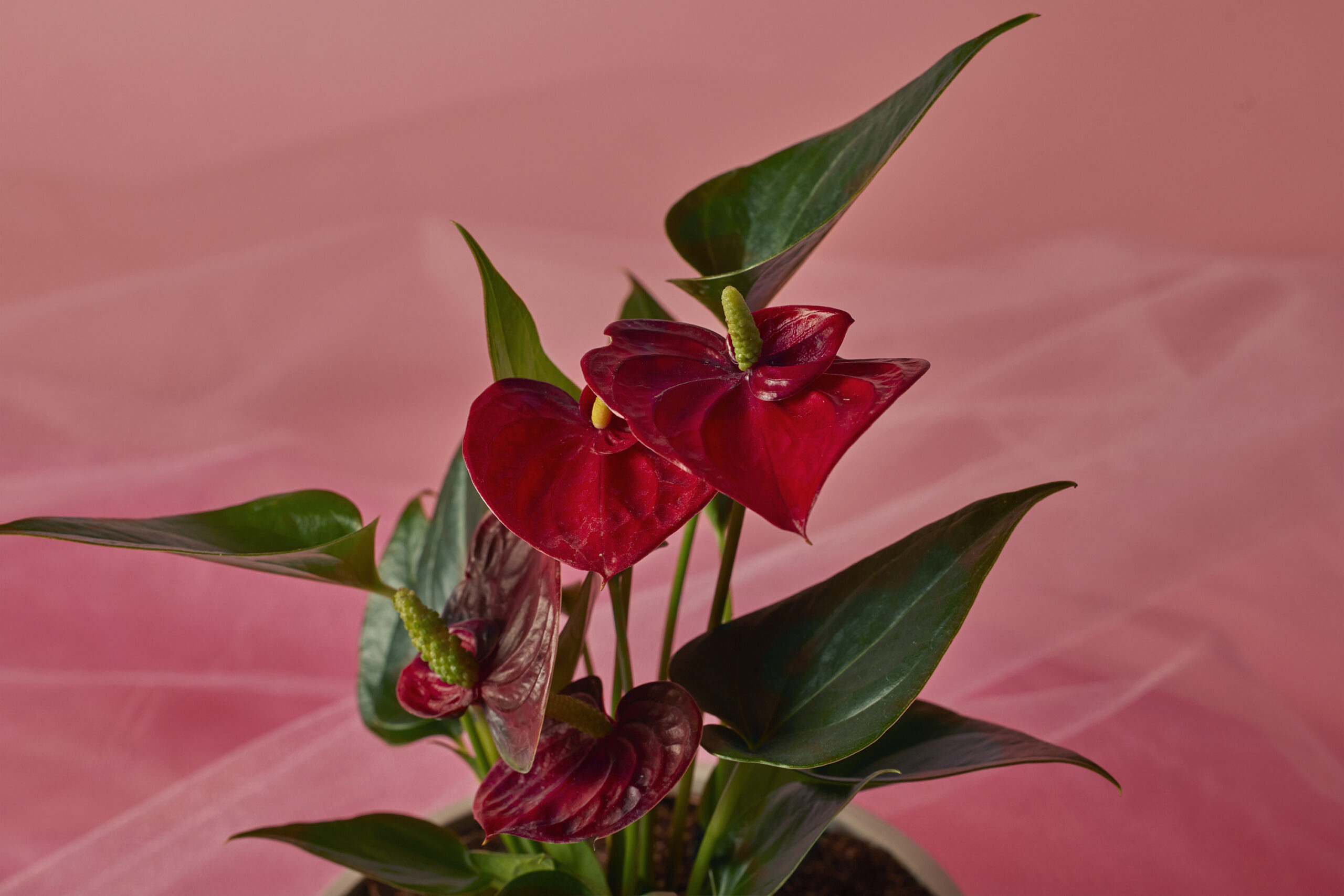 Valentine's Day Red Anthurium detail