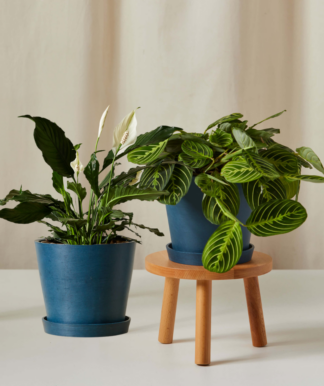 Mother's Day Duo Indigo