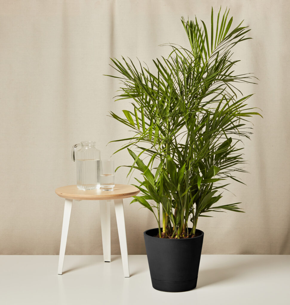 Bamboo Palm for Sagittarius