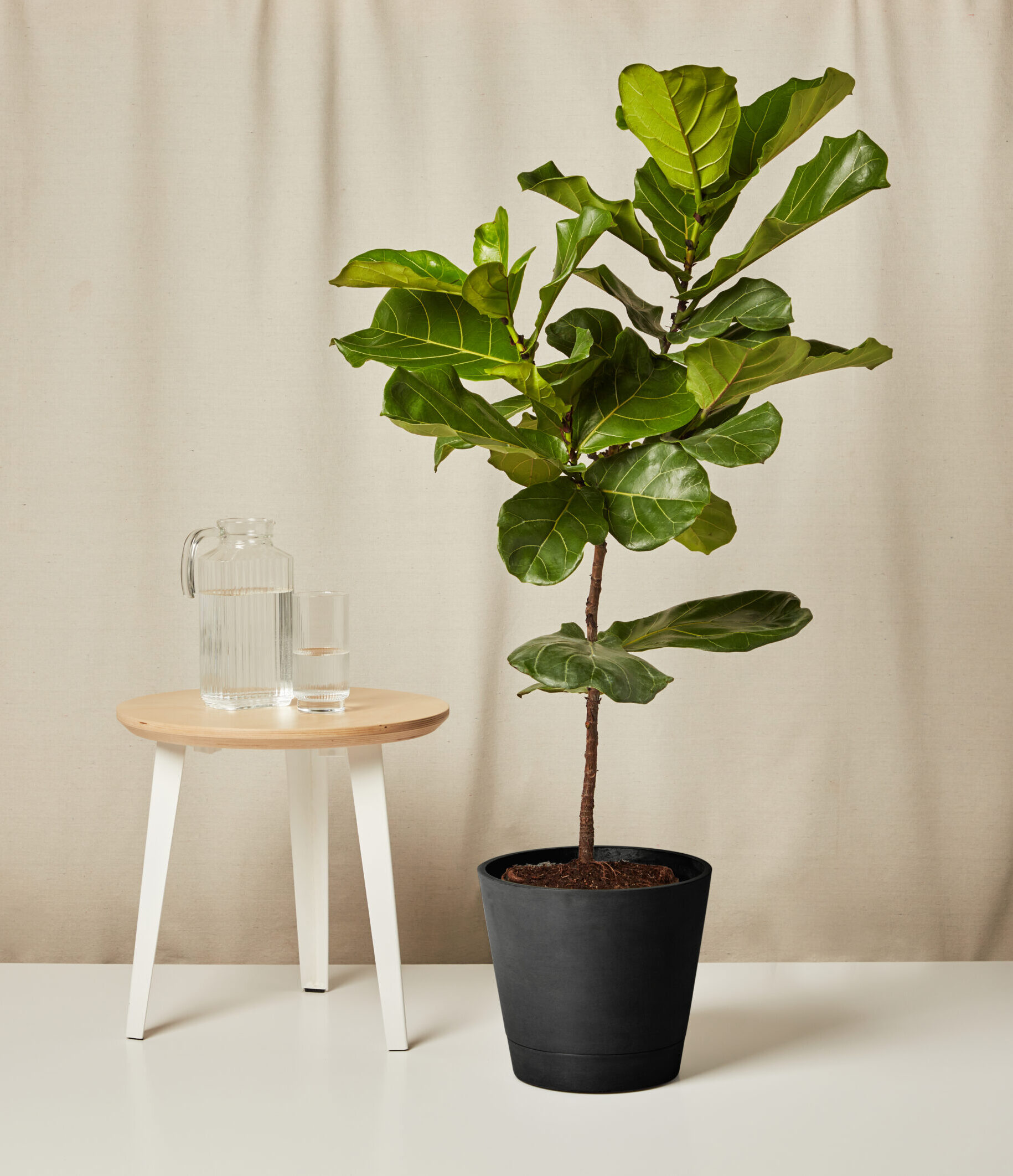 Fiddle Leaf Fig
