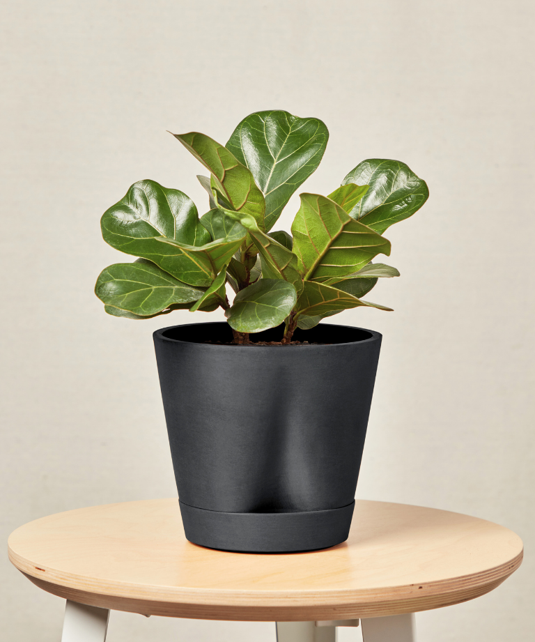 Fiddle Leaf Fig for a Leo
