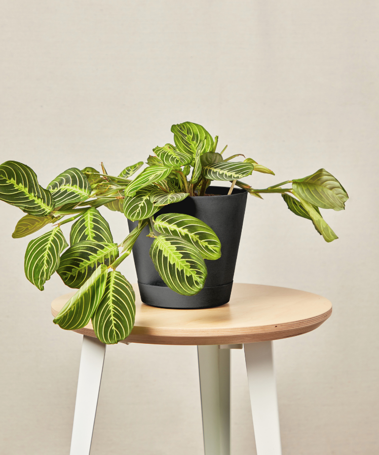 Neon Prayer Plant with vibrant green and neon-patterned leaves 