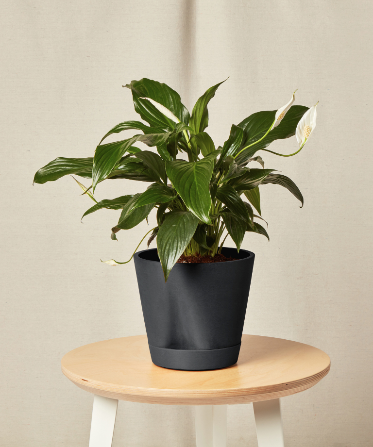 Peace Lily - Zodiac Plants for a Cancer