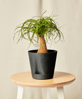 self watering charcoal pony tail palm