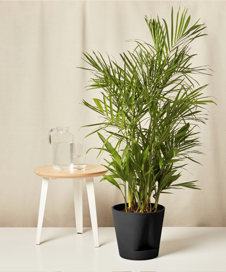 Bamboo Palm with lush green fronds in